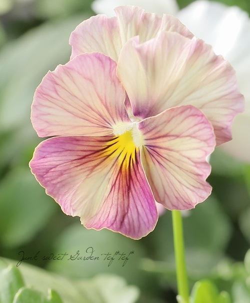 �������ݤ��󥪥ꥸ�ʥ� �ӥ��� �إ���ƥ��롼������