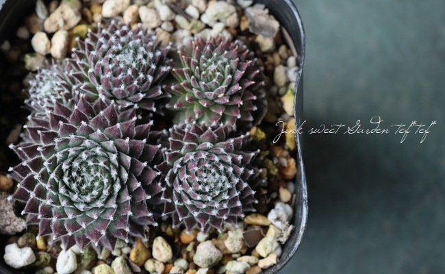 センペルビウム　コーネリア センペルビウム コーネリア センペルビウムの育て方・栽培方法