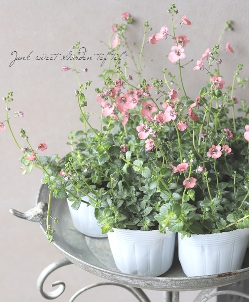 �ǥ������������إ���ƥ������ԥ󥯡١�