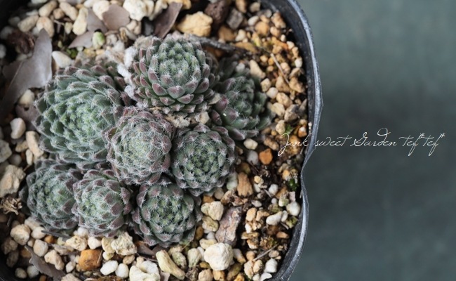 多肉植物】センペルビウム『アッシェーズ・オブ・ローゼス』 | Leaf