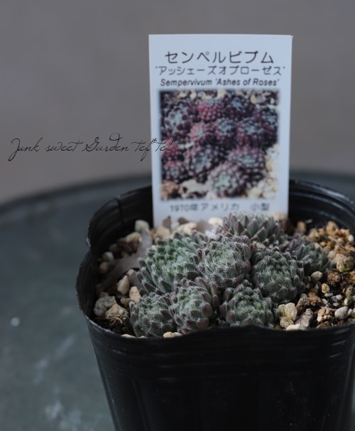 センペルビウム グローイングアンバーズ ② センペルヴィヴム属の仲間たち