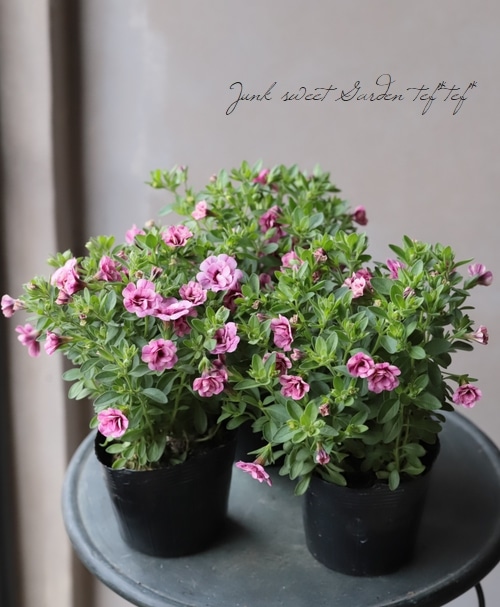 カリブラコア・ティフォシー エレガンスシリ－ズ 【E04】 | すべての