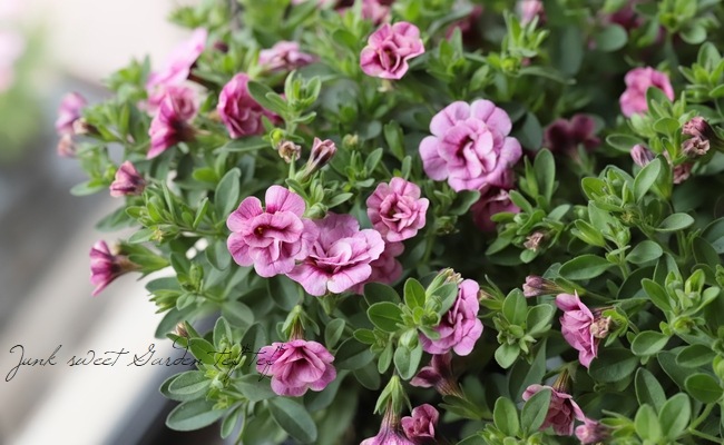 ����֥饳�����ƥ��ե����������쥬�󥹥���ݥ� ��E04��