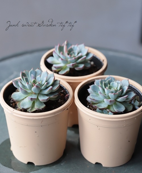 ��¿����ʪ�� �إ��󥷥Ρ١������٥ꥢ° ���Ȥ����꡼��