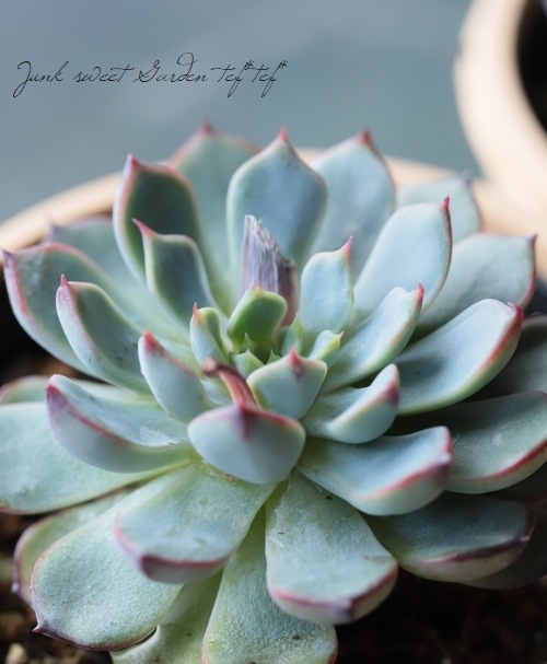 ��¿����ʪ�� �إ��󥷥Ρ١������٥ꥢ° ���Ȥ����꡼��