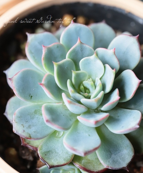 ��¿����ʪ�� �إ��󥷥Ρ١������٥ꥢ° ���Ȥ����꡼��