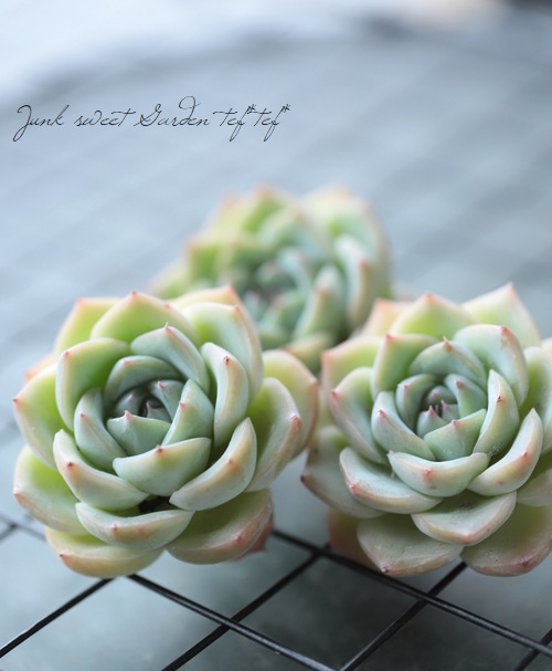 多肉植物】 『クリスタルローズ』 エケベリア属☆ | すべての商品