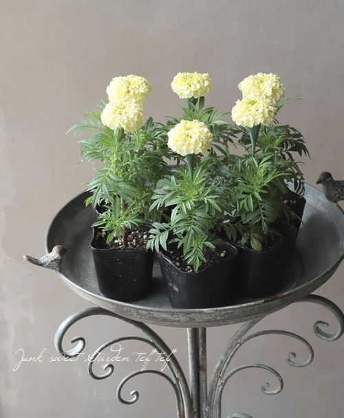 アフリカンマリーゴールド 『ホワイトゴールドMAX』 | すべての商品