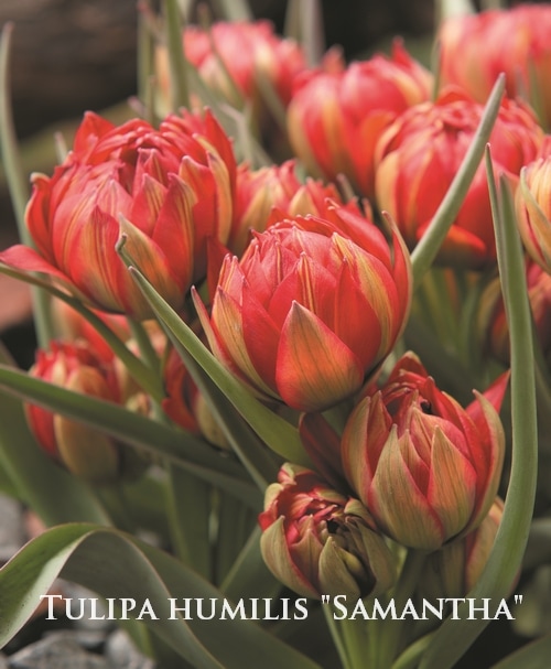 球根】 原種系ワイルドチューリップ 『ヒュミリス サマンサ』 5球