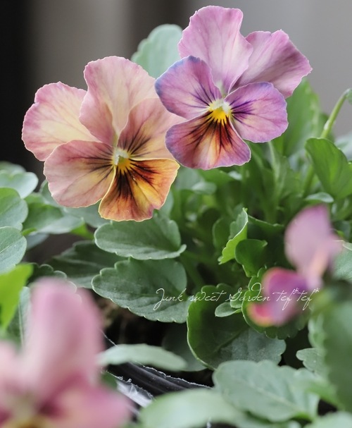 ���ӥ��顡�إ֥��󥺥ԥ󥯡�