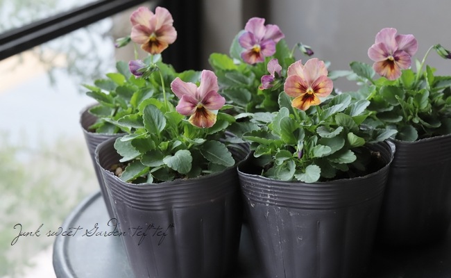 ���ӥ��顡�إ֥��󥺥ԥ󥯡�