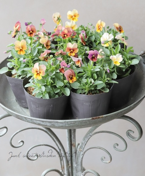 ���ӥ��顡�إ֥��󥺥ԥ󥯡�