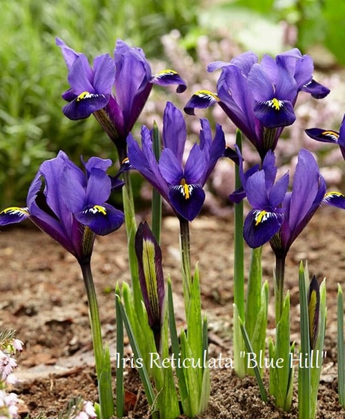 �ڵ庬�� ��餭�����ꥹ����ƥ�����顼�� ���إ֥롼�ҥ�١�