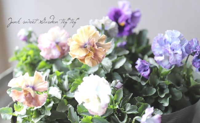 ○桂楓園さんのパンジー・フェデネージュ 『クレープ』 | すべての商品