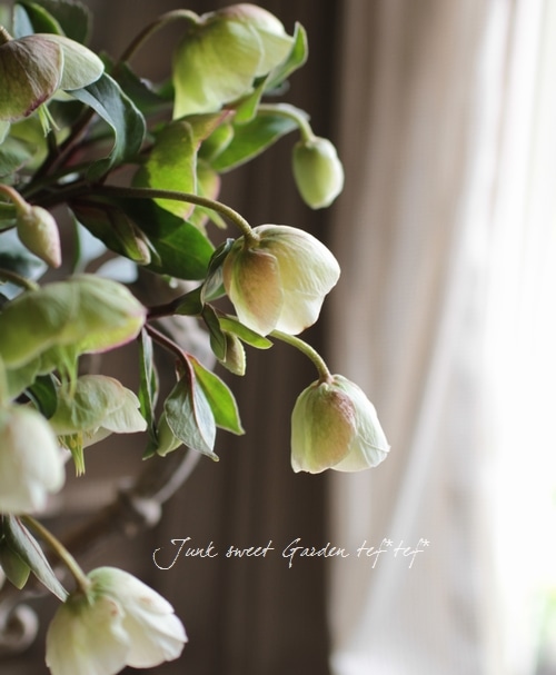 希少！小輪ベル咲き！原種交配クリスマスローズ 早咲き『ウィンター