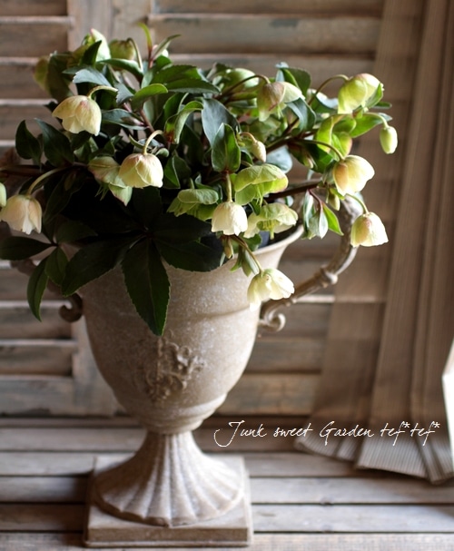 希少！小輪ベル咲き！原種交配クリスマスローズ 早咲き『ウィンター