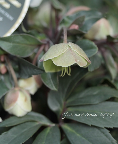 希少！小輪ベル咲き！原種交配クリスマスローズ 早咲き『ウィンター