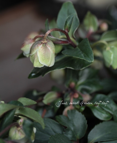 希少！小輪ベル咲き！原種交配クリスマスローズ 早咲き『ウィンター