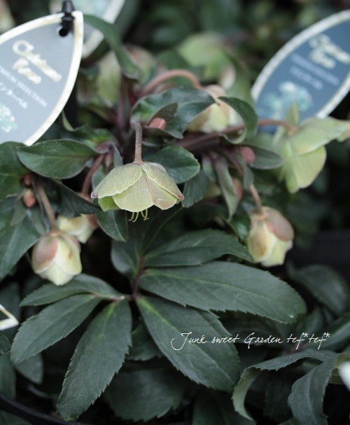 希少！小輪ベル咲き！原種交配クリスマスローズ 早咲き『ウィンター