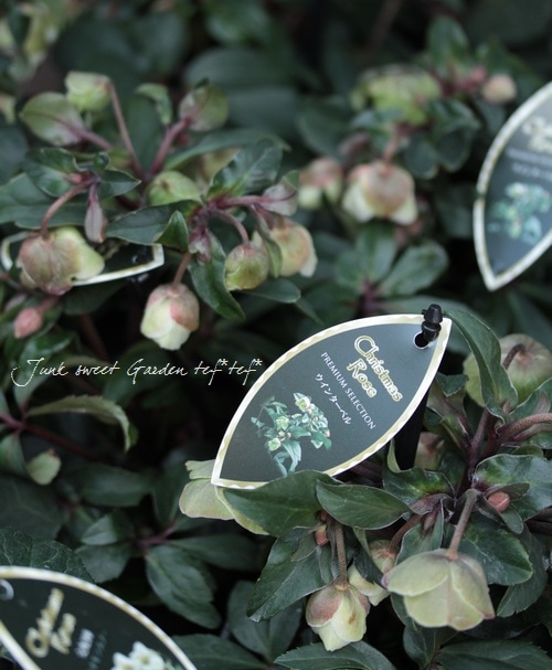 希少！小輪ベル咲き！原種交配クリスマスローズ 早咲き『ウィンター