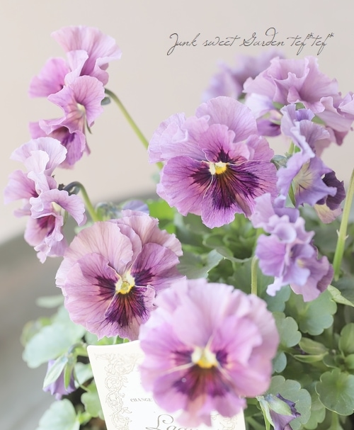 ビオラレディ　a 画像の現品!! 石川園芸さんのビオラ「レディ」＜24-07＞