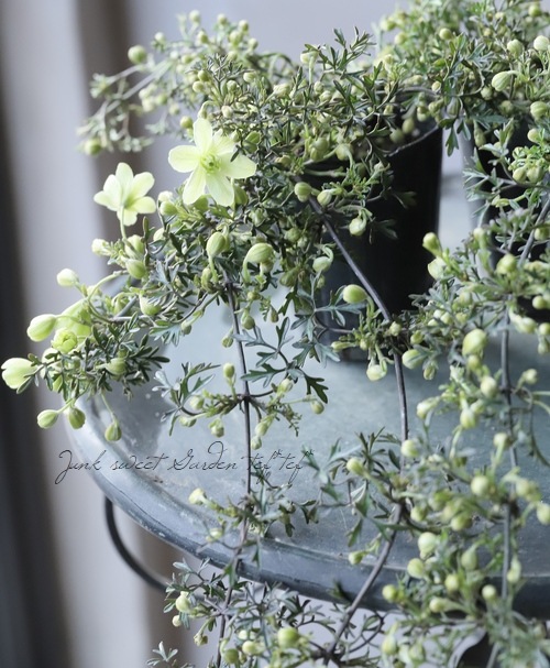 եƥ꡼ϥޥإڥȥꥨ