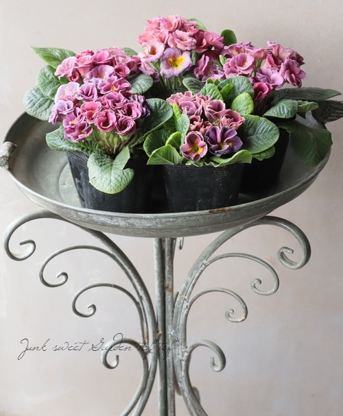 バラ咲きプリムラ・ジュリアン 『コロネット・レンブラントダスク