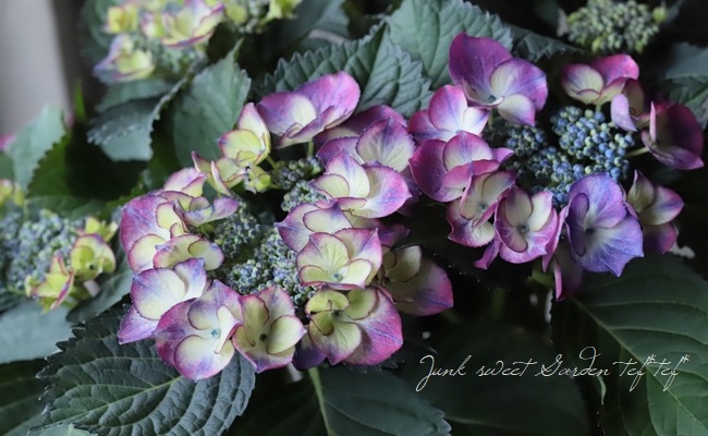 紫陽花 『ブラックダイヤモンド』 | すべての商品 | | Junk sweet