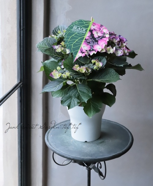 紫陽花 『ブラックダイヤモンド』 | すべての商品 | | Junk sweet