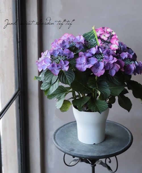 紫陽花 『ブラックダイヤモンド』 | すべての商品 | | Junk sweet