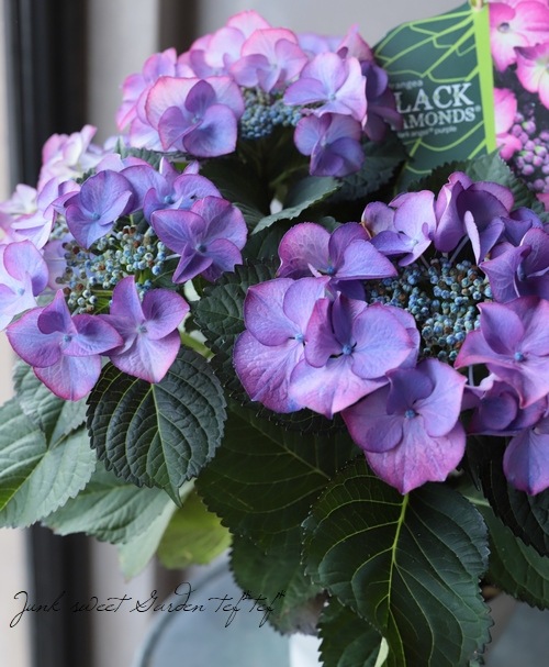 VIVAIA ADDRIANE メタリックダイヤモンド/ブラック 37 VIVAIA ADDRIANE メタリックダイヤモンド/ブラック 37 VIVAIA ADDRIANE