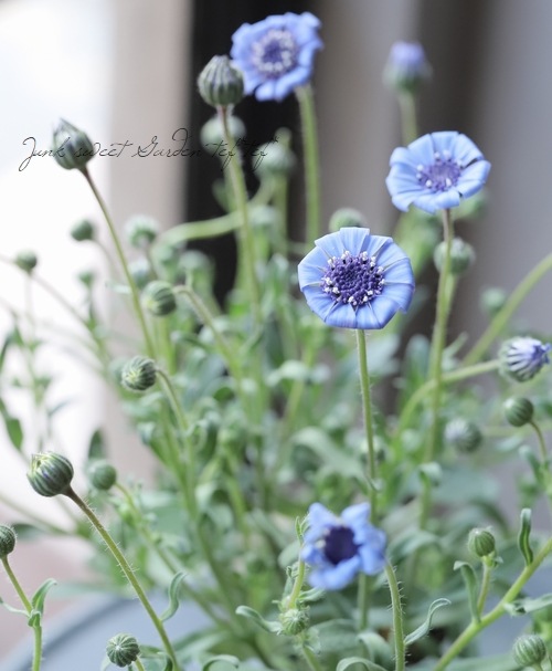 フェリシア スプリングメルヘン ブルー すべての商品 Junk Sweet Garden Tef Tef