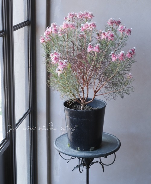 ジョーイセルリア 『カルメン』 | すべての商品 | | Junk sweet Garden