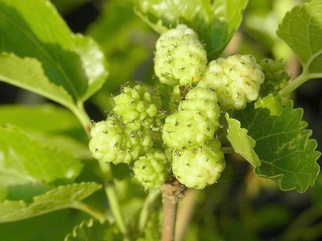 マルベリー(桑の木)大粒１本結実 Amazon.co.jp: 大実 マルベリー（桑の木） (大実 マルベリー（桑