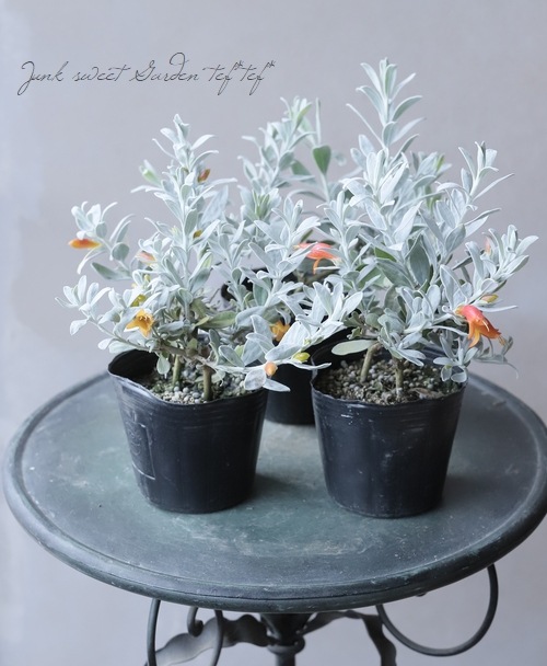 エレモフィラ 『グラブラ』 | すべての商品 | | Junk sweet Garden tef