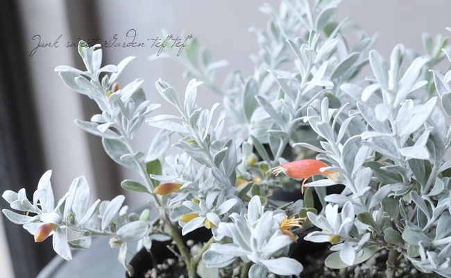 エレモフィラ 『グラブラ』 | すべての商品 | | Junk sweet Garden tef