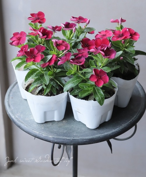 �������ݥ��ꥸ�ʥ�� �˥��˥��������إС�����ǥ���åɡ�