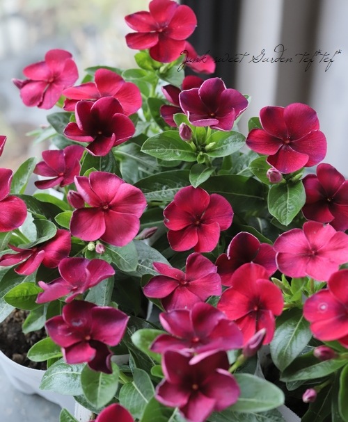 �������ݥ��ꥸ�ʥ�� �˥��˥��������إС�����ǥ���åɡ�