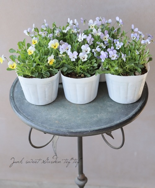 ○ビオラ・ビオレッタ 『ホリーブルー』 | すべての商品 | | Junk