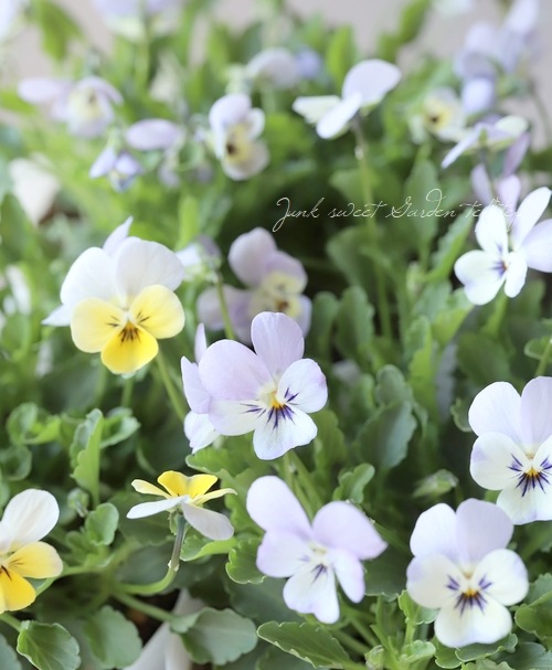 ハナ パルファンブルー&ヴィオレッタ ハナ パルファンブルー