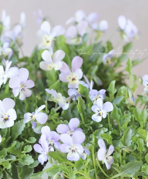 ○ビオラ・ビオレッタ 『ホリーブルー』 | すべての商品 | | Junk