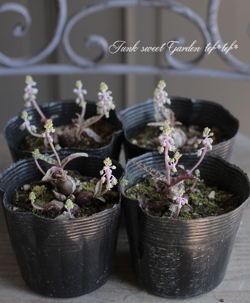 ��ǥܥ��ꥢ���إ������ꥹ��