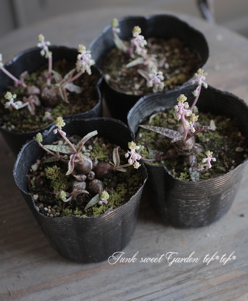 ��ǥܥ��ꥢ���إ������ꥹ��