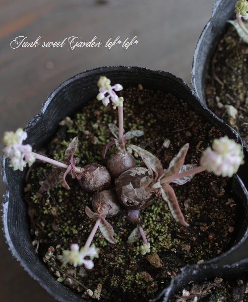 ��ǥܥ��ꥢ���إ������ꥹ��