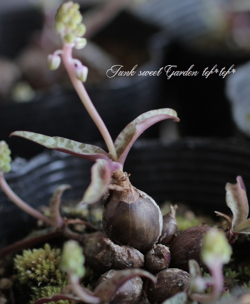 ��ǥܥ��ꥢ���إ������ꥹ��