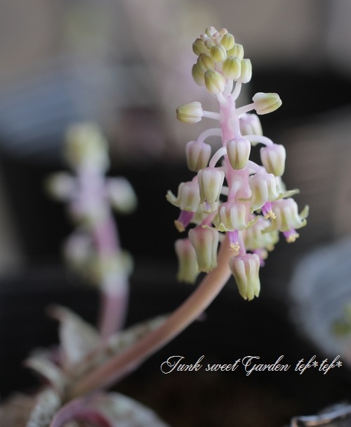 ��ǥܥ��ꥢ���إ������ꥹ��