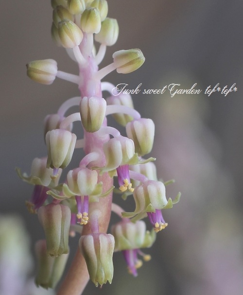 ��ǥܥ��ꥢ���إ������ꥹ��