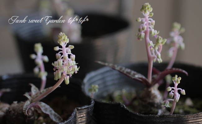 ��ǥܥ��ꥢ���إ������ꥹ��