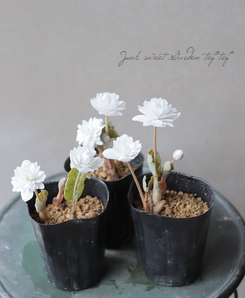 八重咲きサンギナリア・カナデンシス 『フローレプレノ』 | すべての