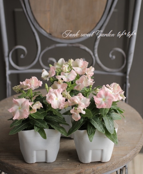 北島園芸オリジナル】 ニチニチソウ 『メルモ』 | すべての商品